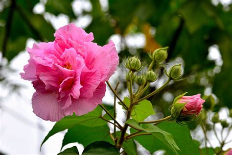 金木水 紫花芙蓉